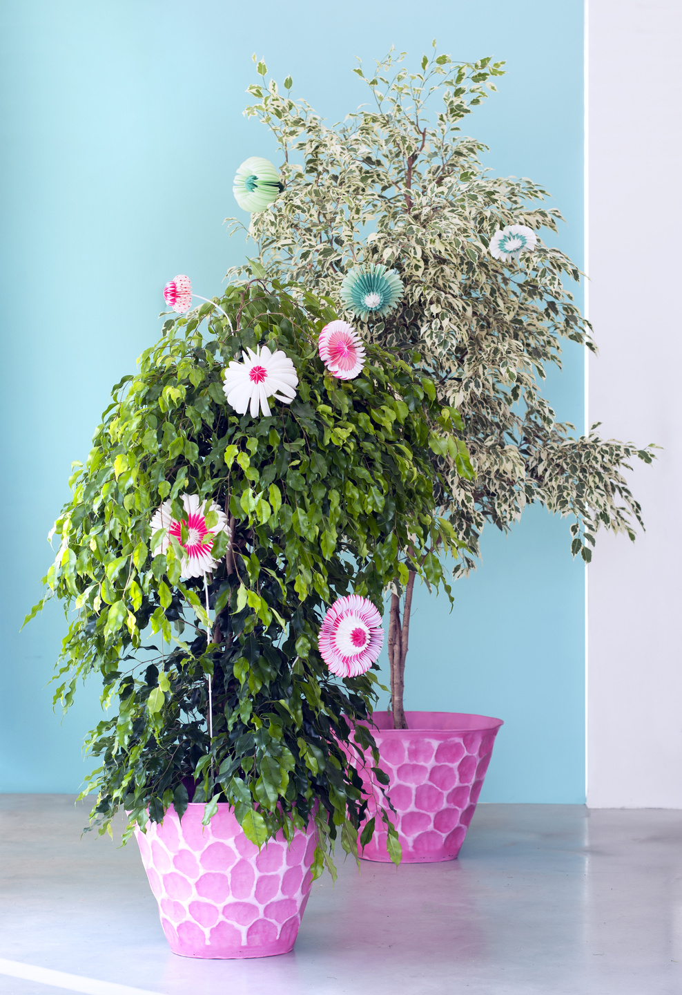 January 2017: Ficus benjamina Houseplant of the Month | Flower Council