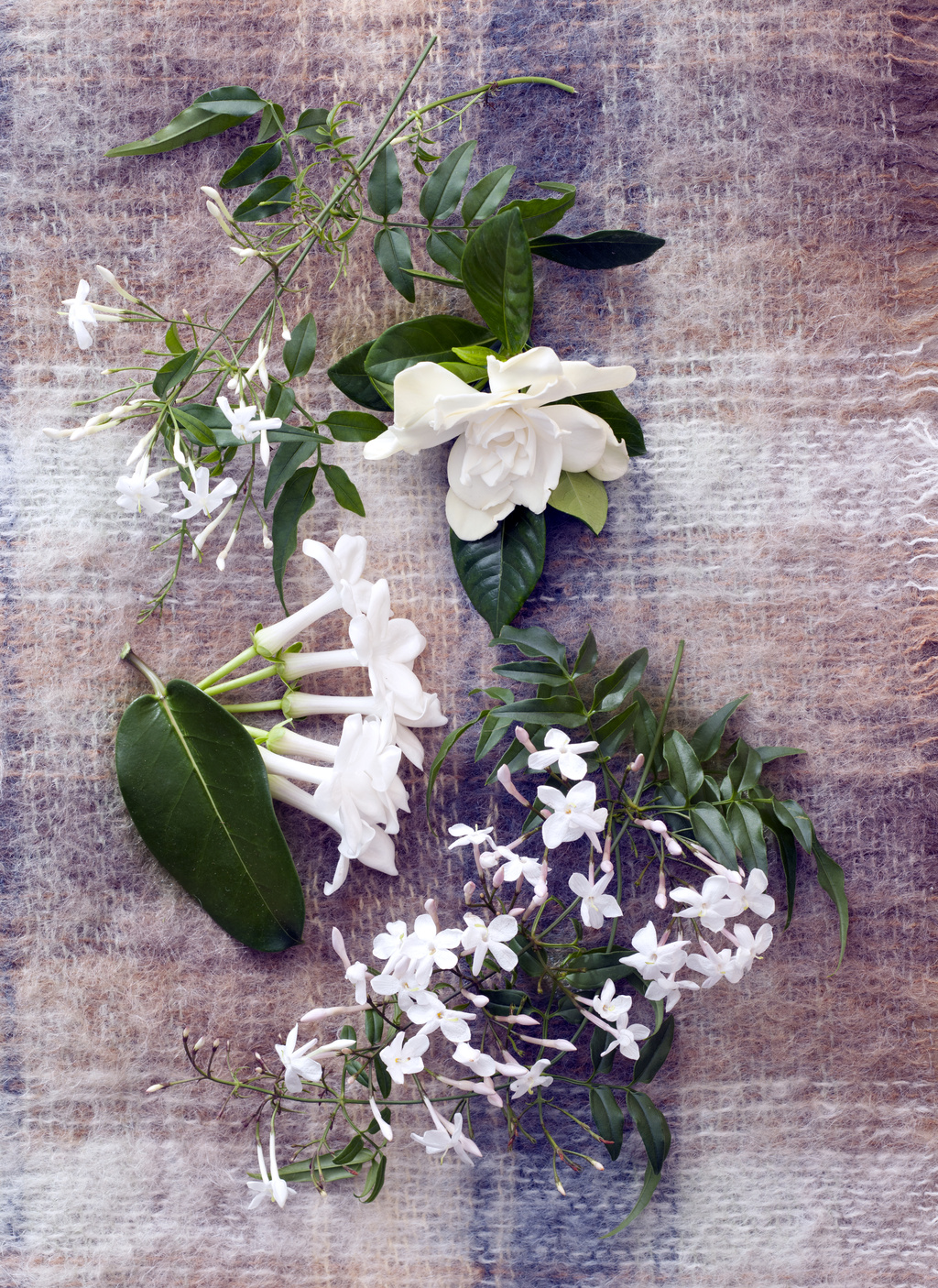 March 2016 White fragrant plants are Houseplants of the
