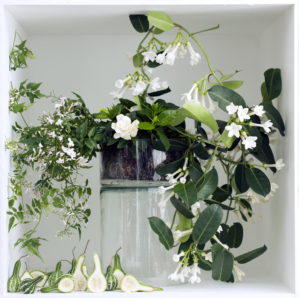 March 2016 White fragrant plants are Houseplants of the month Flower 