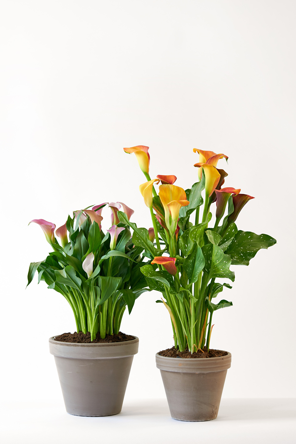 Calla Lily The Houseplant Of June 2020 Flower Council