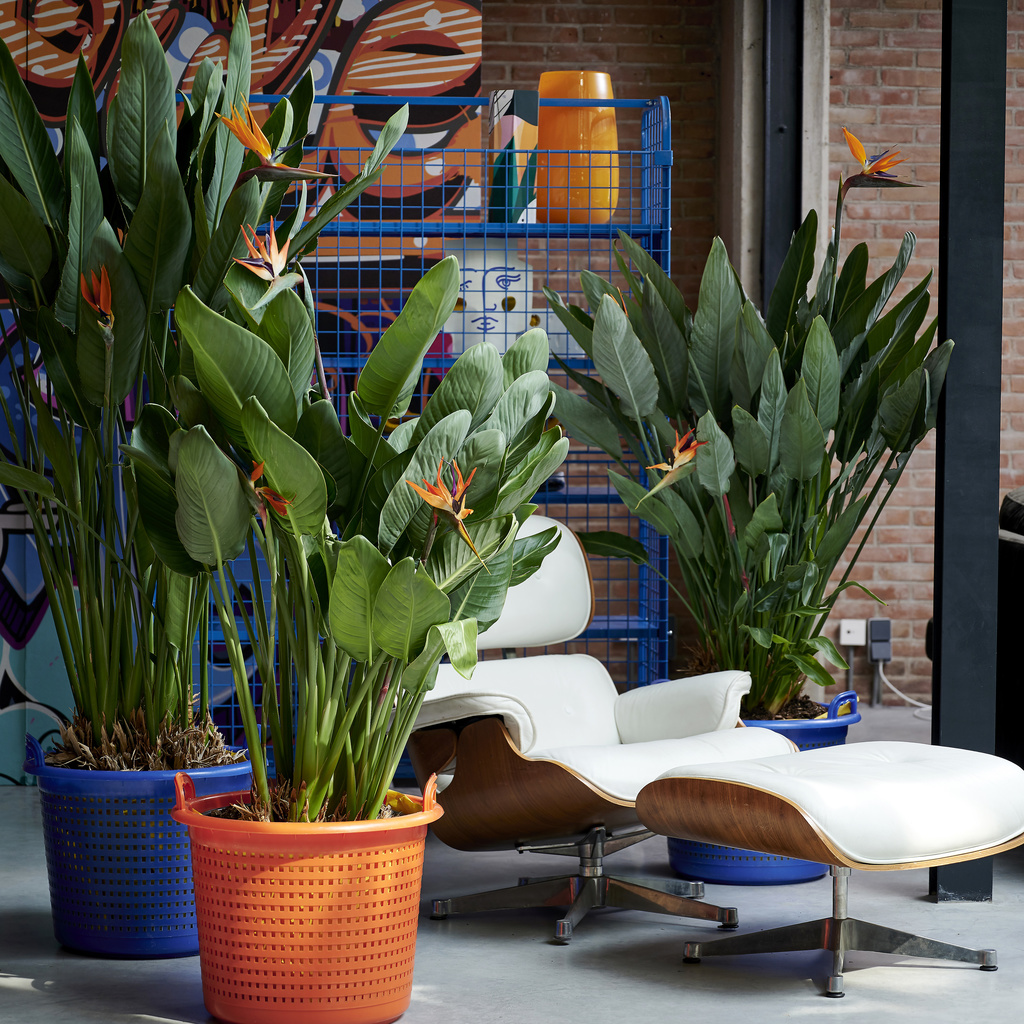 Strelitzia: Houseplant of the Month for September 2020 | Flower Council