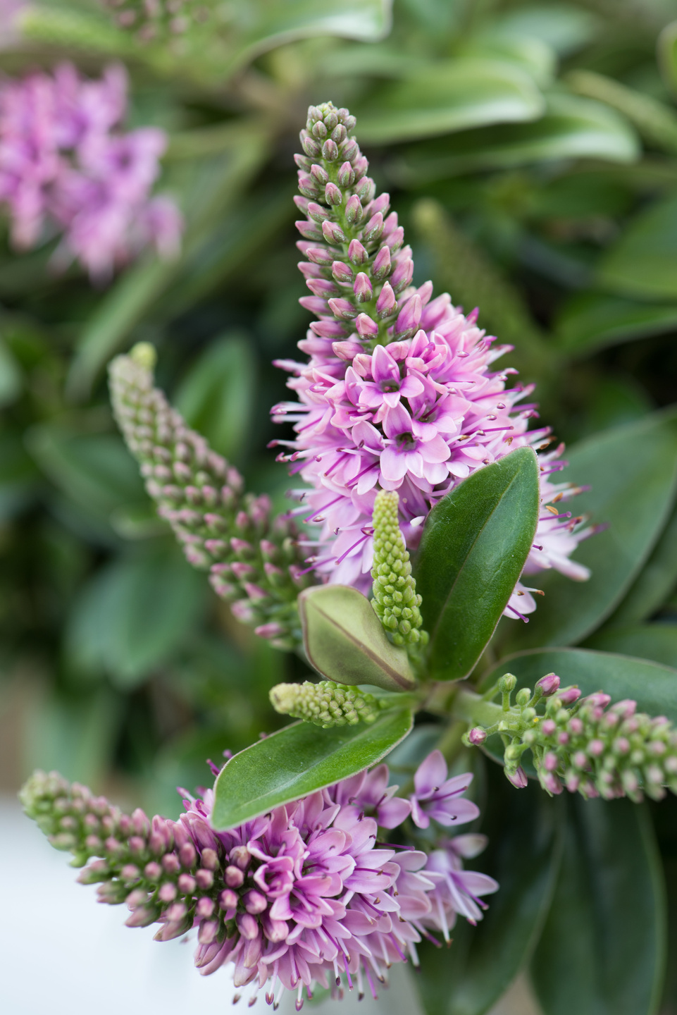 Garden Plant of the Month August Hebe Flower Council