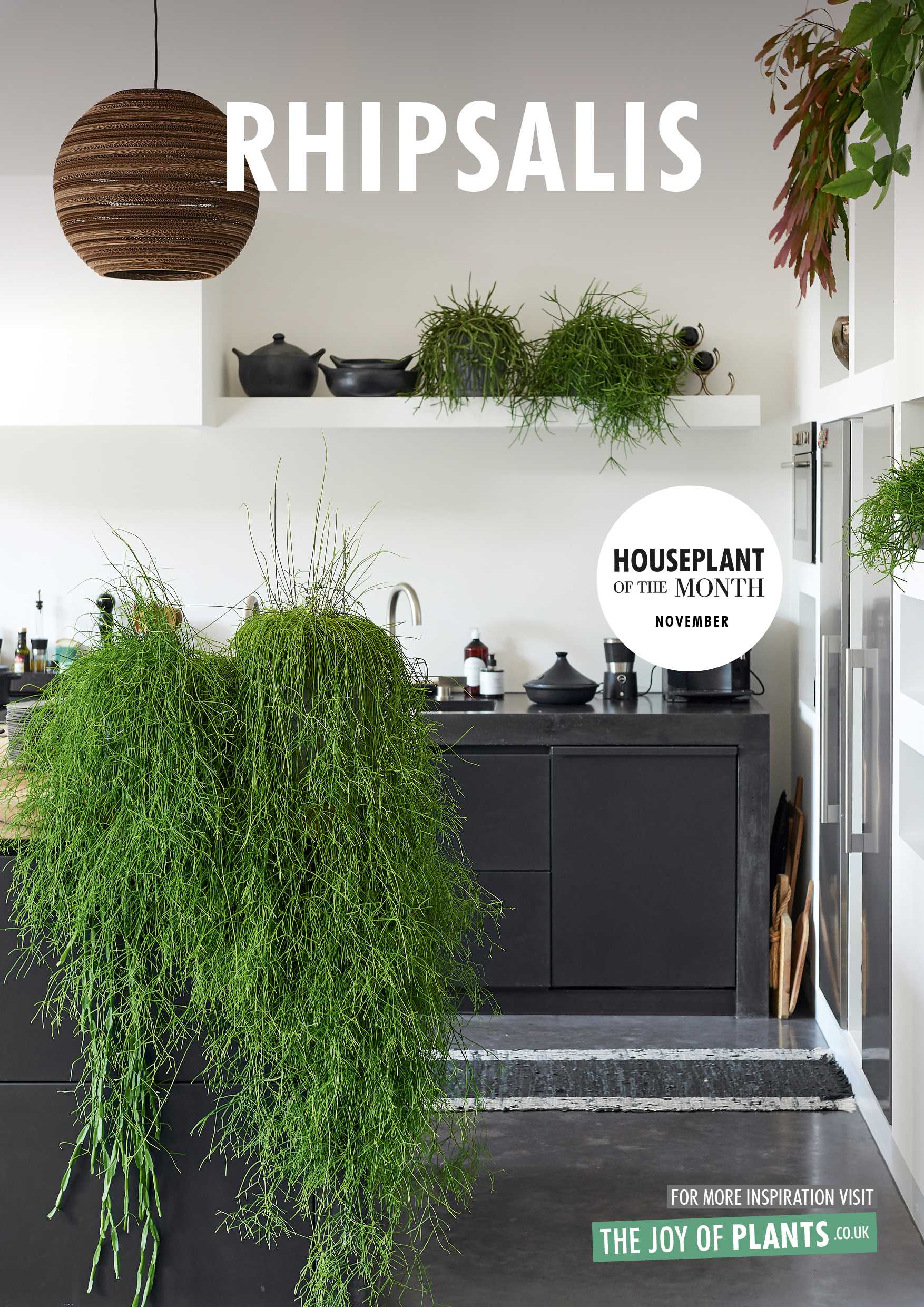 november 2018: rhipsalis houseplant of the month | flower council