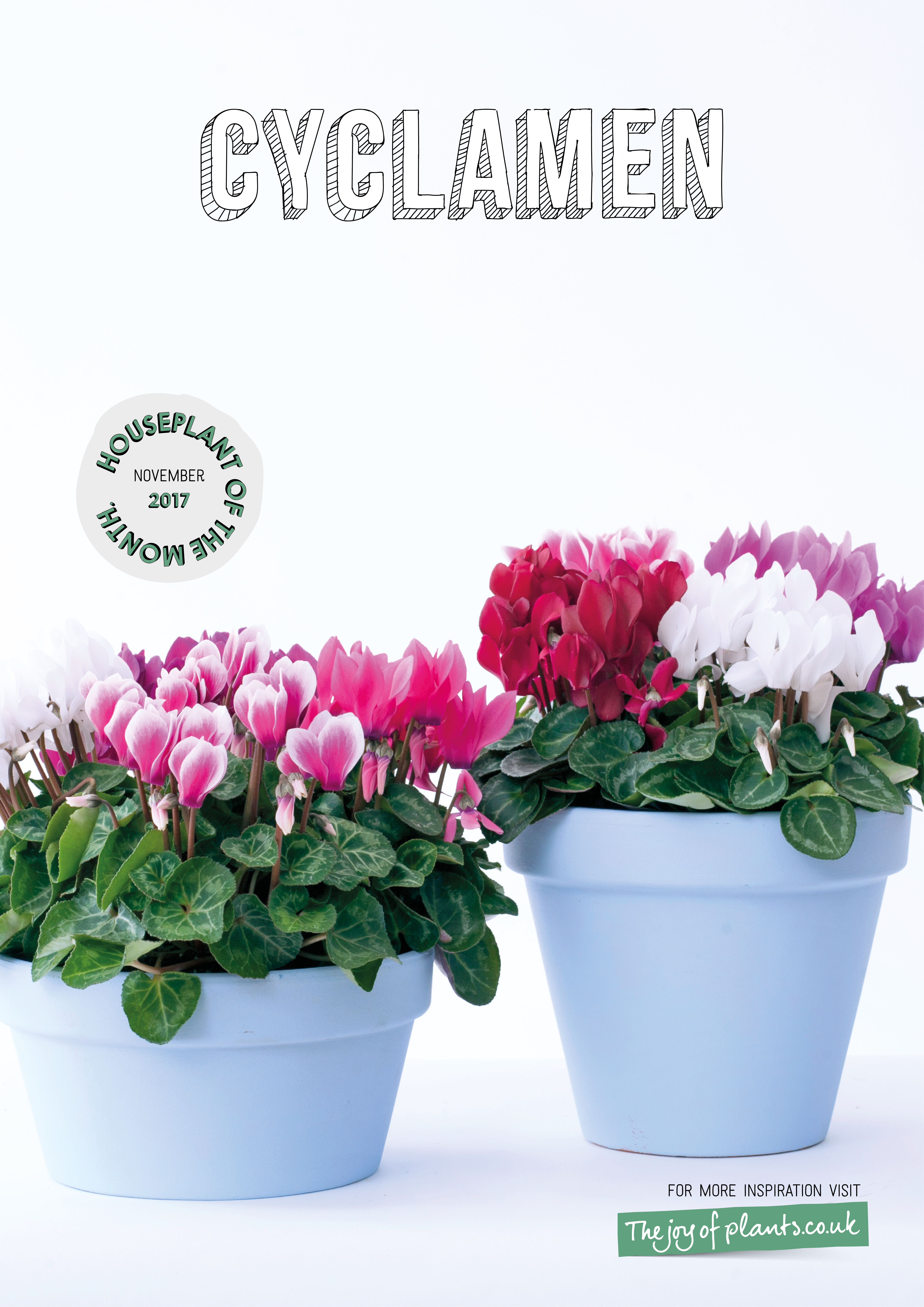 November 2017: Cyclamen Houseplant of the Month | Flower Council
