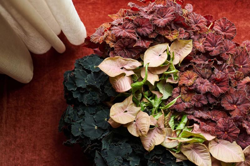 Flower Council of Holland Horticulture Trends 2026 Orbit Revive