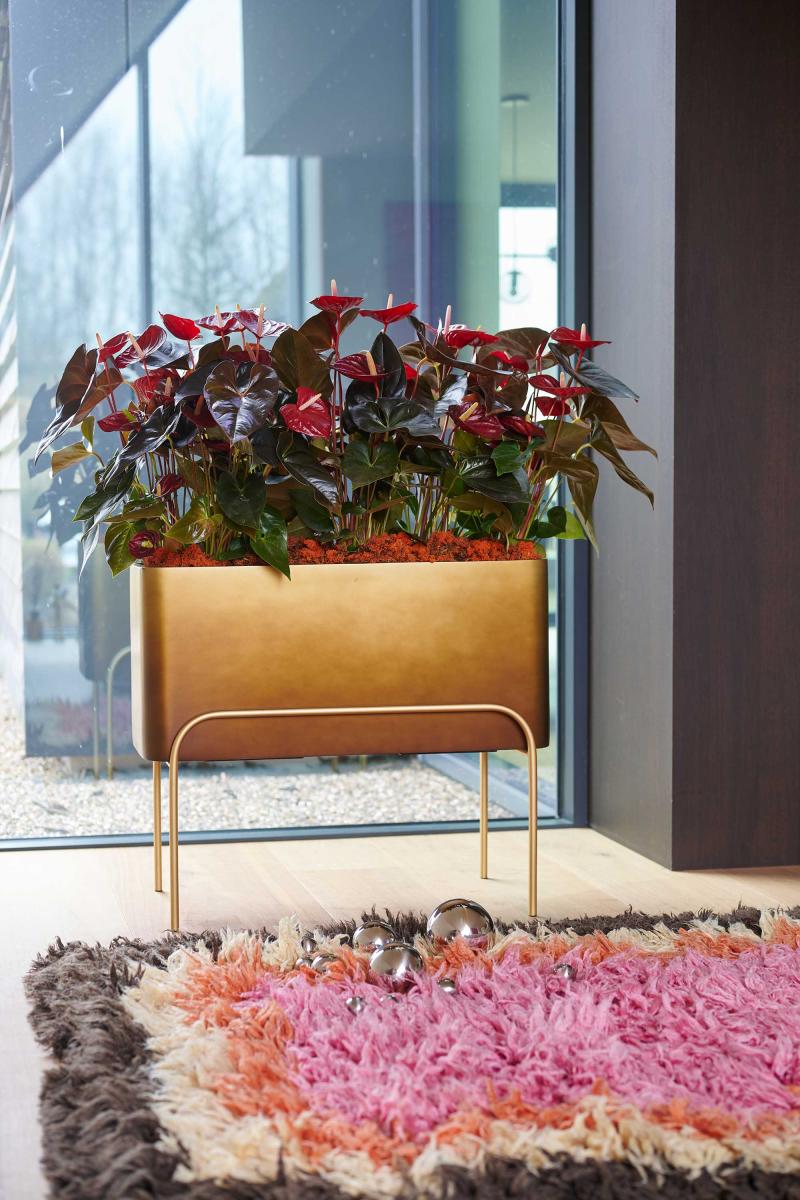 Flower Council of Holland Horticulture Trends 2026 Orbit Revive