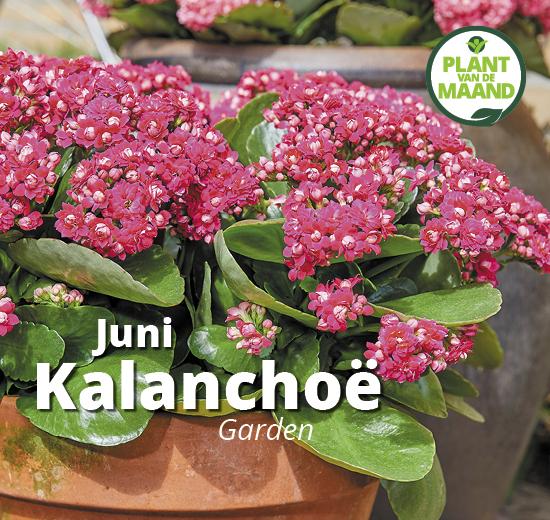 Shopper activatie Kalanchoë garden bij GroenRijk Shopper activatie Kalanchoë garden bij GroenRijk