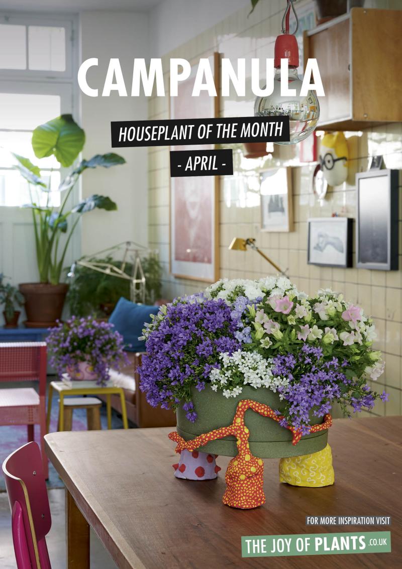 Campanula: Houseplant of the Month April 2020