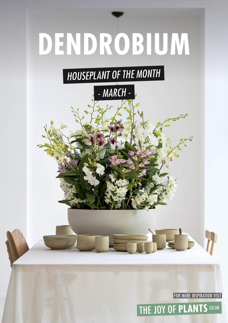 Dendrobium: Houseplant of the Month March 2020
