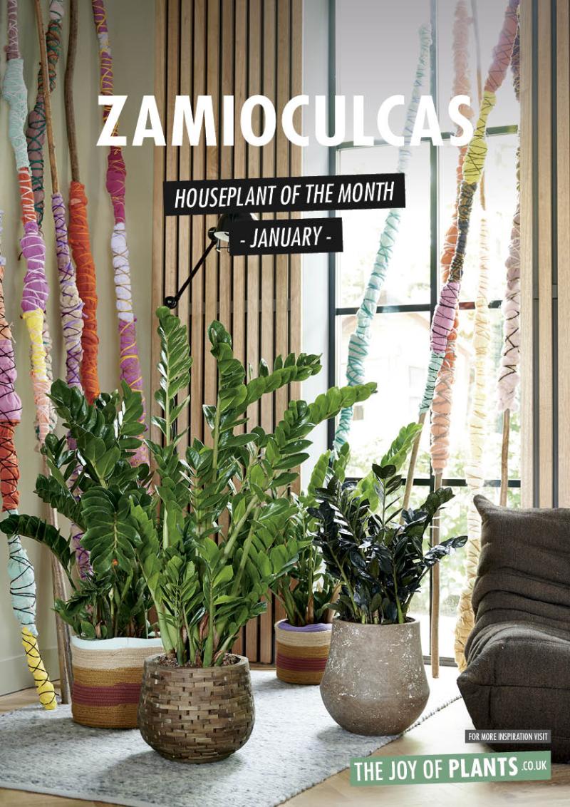 Zamioculcas: HPOTM January 2020