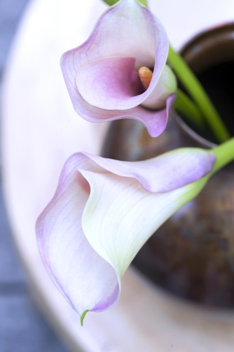 Flower Agenda 2015 Calla Lily