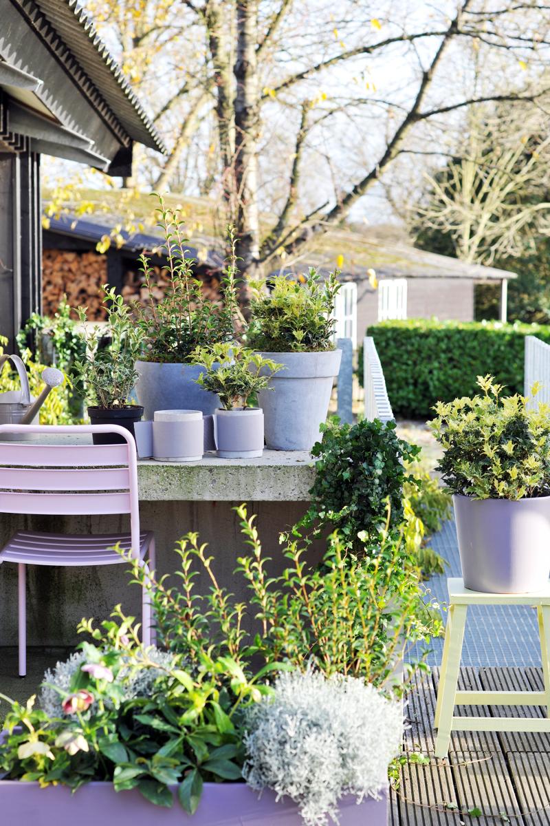 Tuinplant van de Maand november: Schijnhulst Tuinplant van de Maand november: Schijnhulst