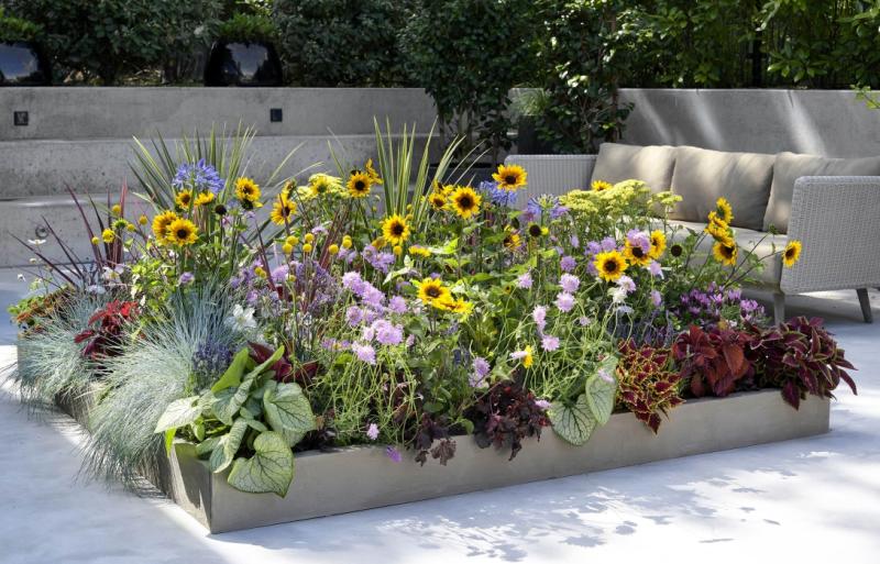 Bee-friendly plants - Maxi Bee-friendly plants - Maxi