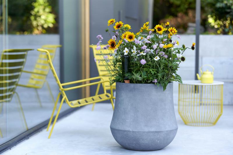 Bee-friendly plants - mini &amp; maxi