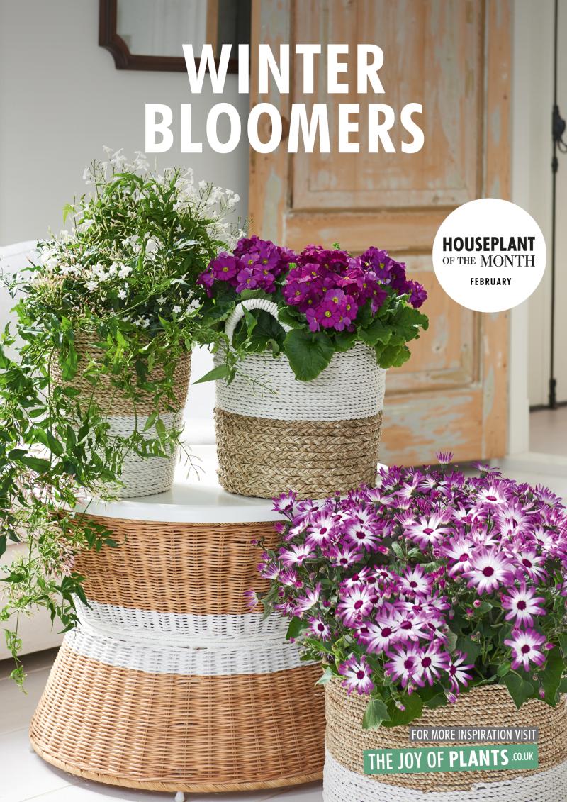 February 2018: Winter bloomers  Houseplant of the month 