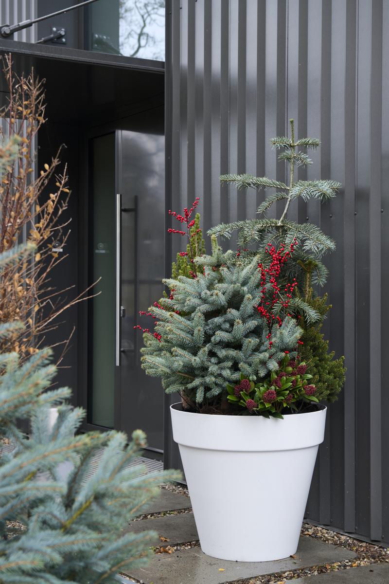 Kerstsparren: Tuinplanten van de maand december 2019 Kerstsparren: Tuinplanten van de maand december 2019