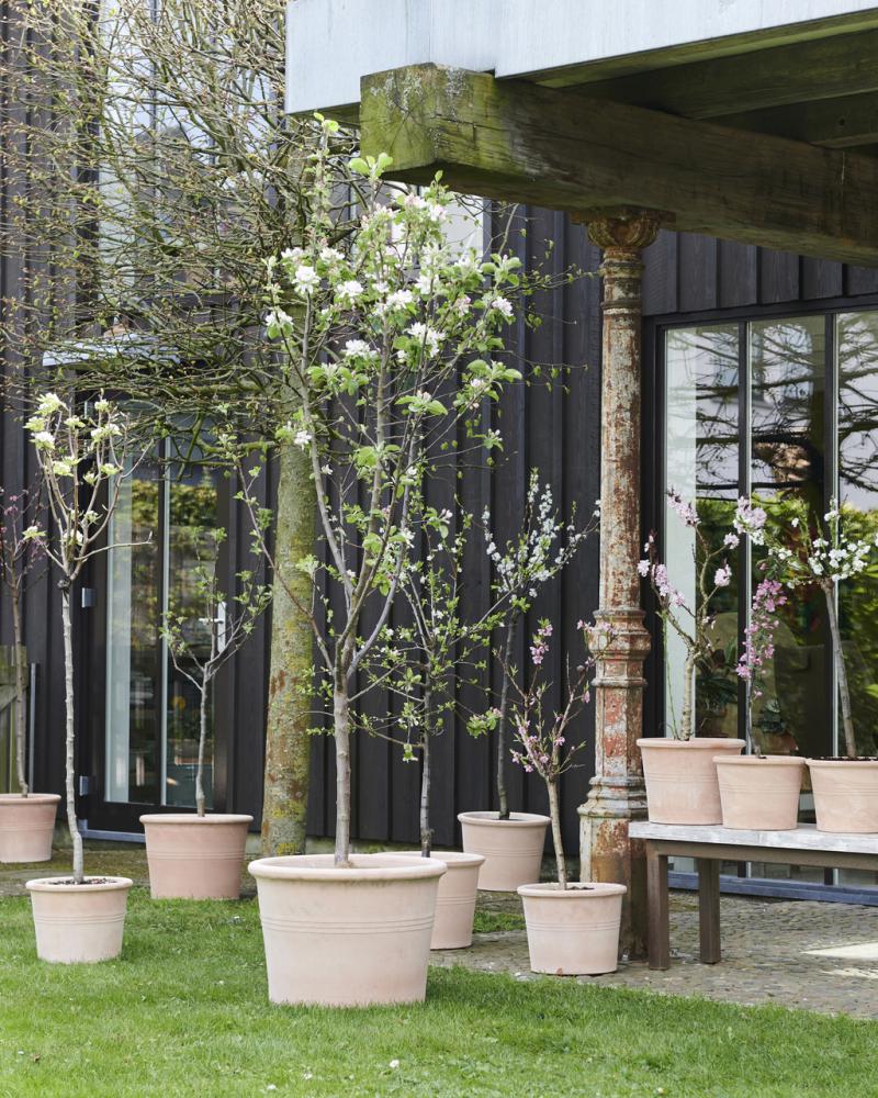 Bloesembomen: Tuinplanten van de maand maart Bloesembomen: Tuinplanten van de maand maart