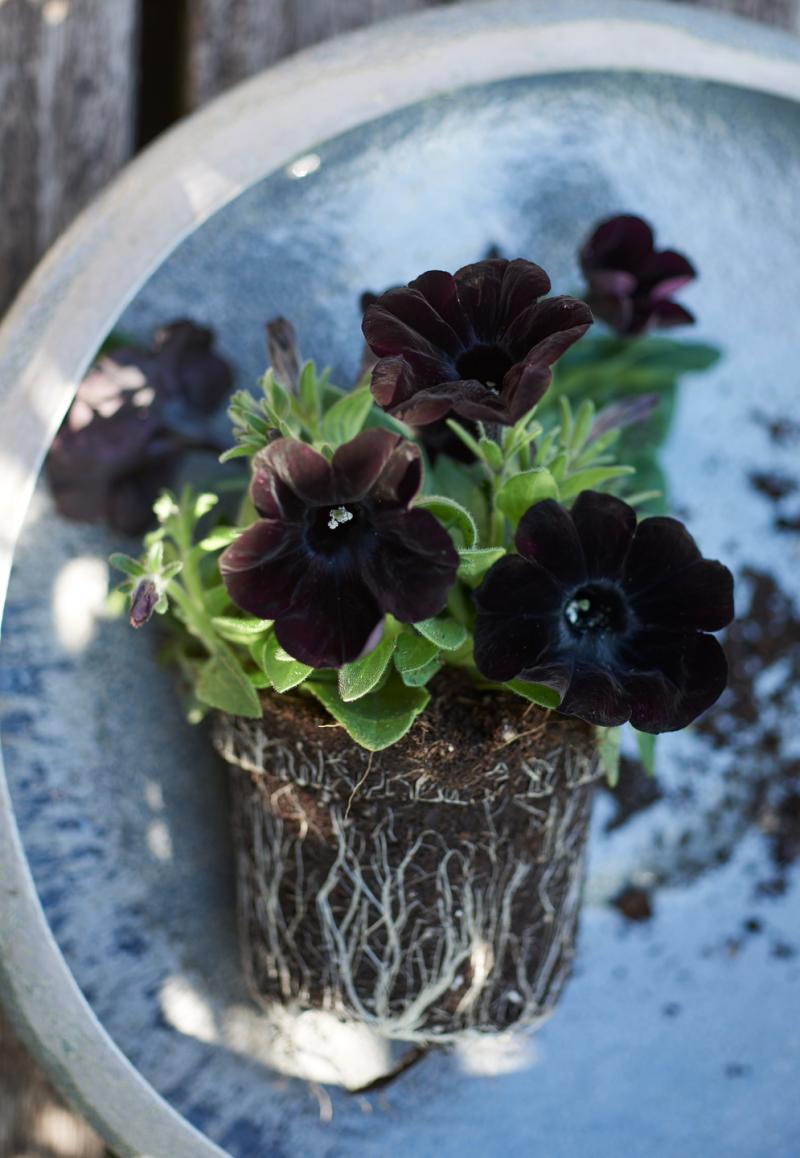 Tuinplant van april 2018: Petunia 