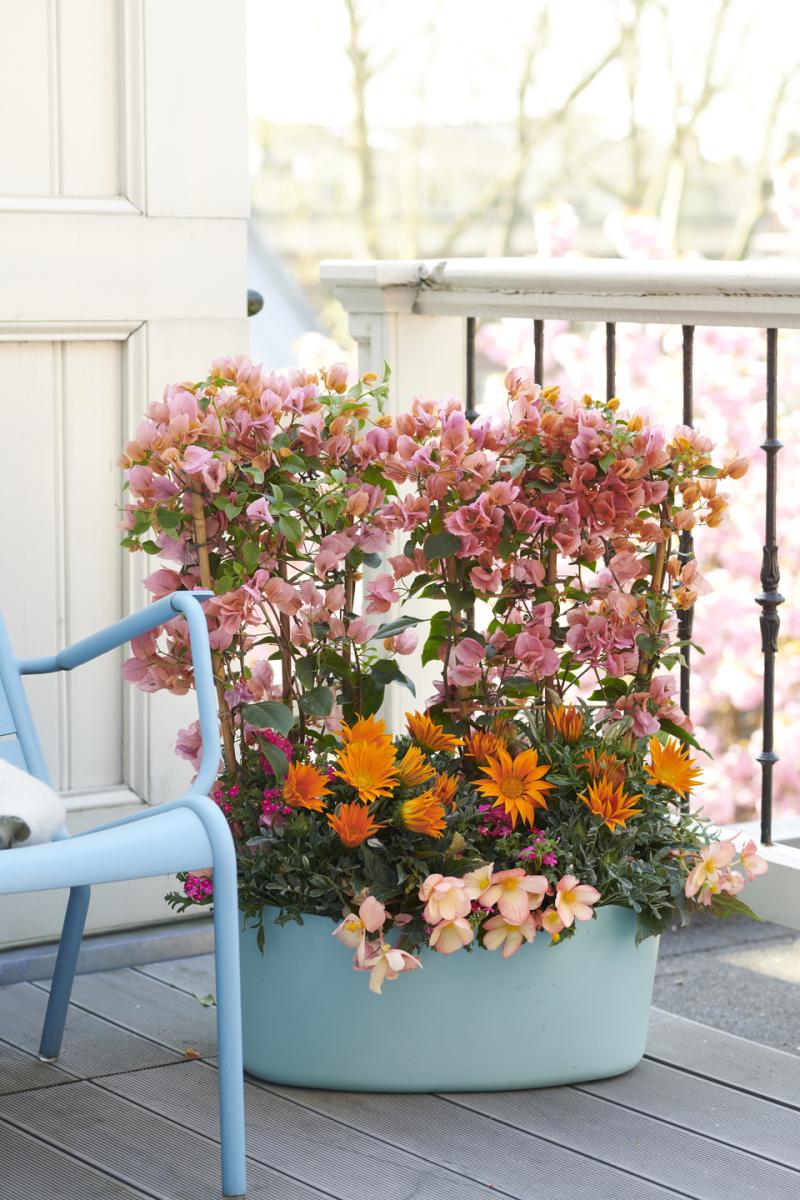 Kleurbrengers: tuinplanten van de maand april