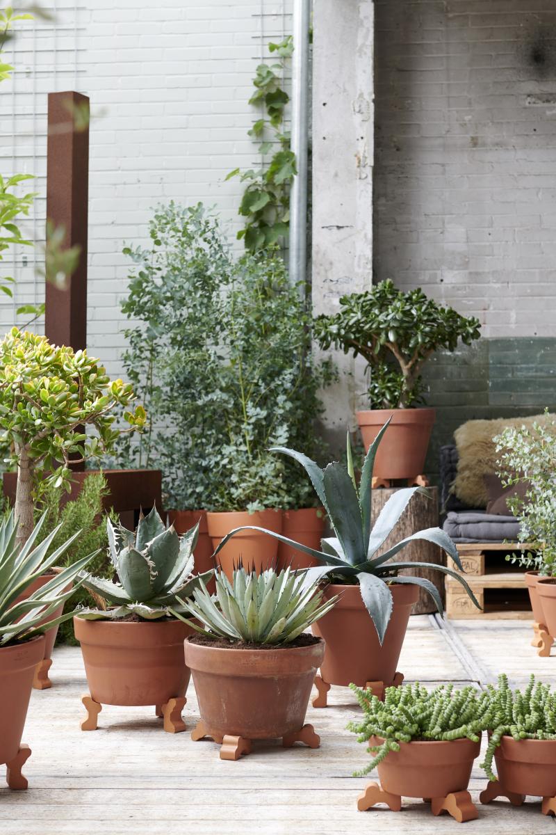 Augustus 2019: tuinplanten voor een Zorgeloze Zomertijd 