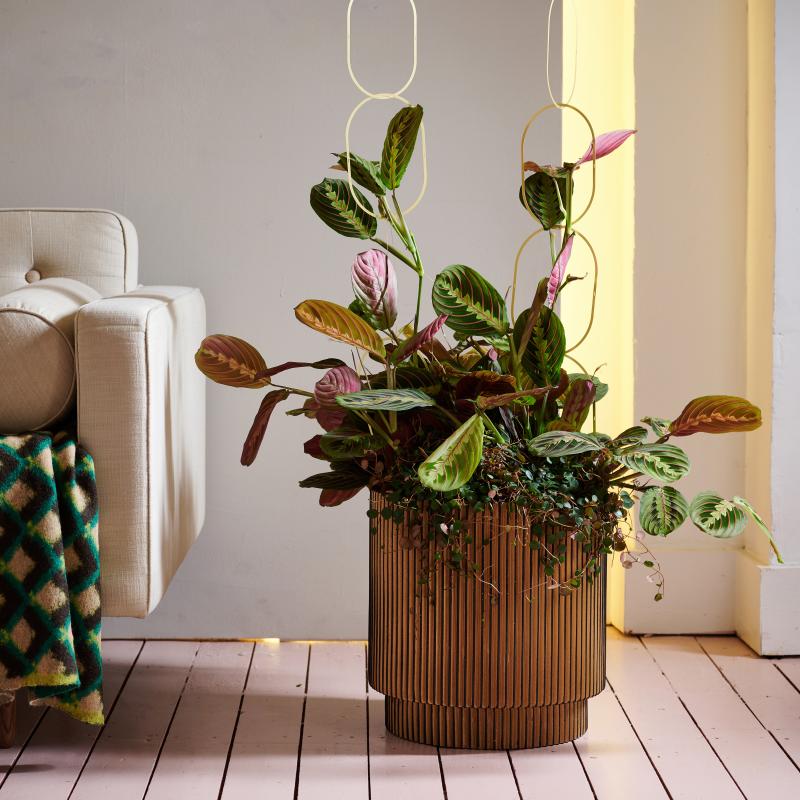 Maranta - De Trend Collectie herfst/winter 2022 Maranta - De Trend Collectie herfst/winter 2022