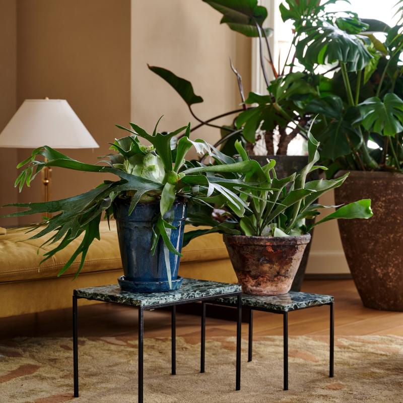 Platycerium - De Trend Collectie herfst/winter 2022 Platycerium - De Trend Collectie herfst/winter 2022