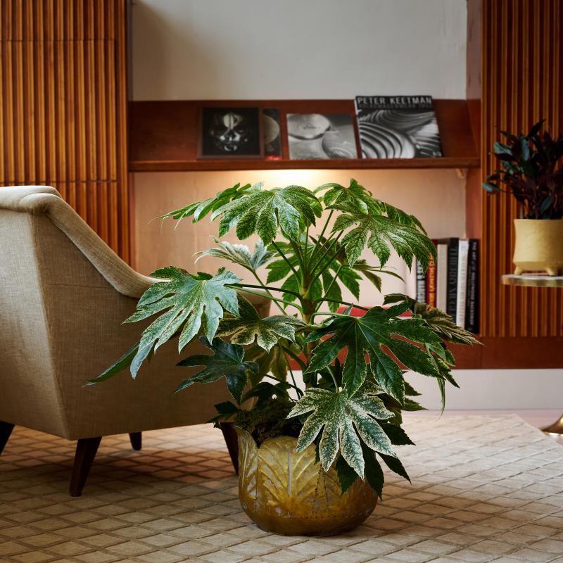 Fatsia - De Trend Collectie herfst/winter 2022 Fatsia - De Trend Collectie herfst/winter 2022