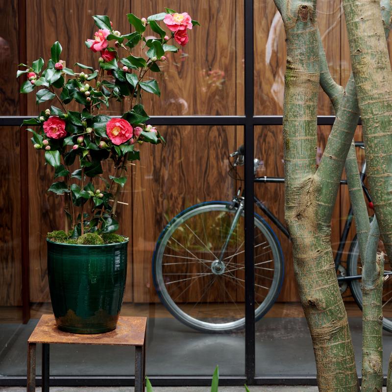 Camellia - De Trend Collectie herfst/winter 2022 Camellia - De Trend Collectie herfst/winter 2022