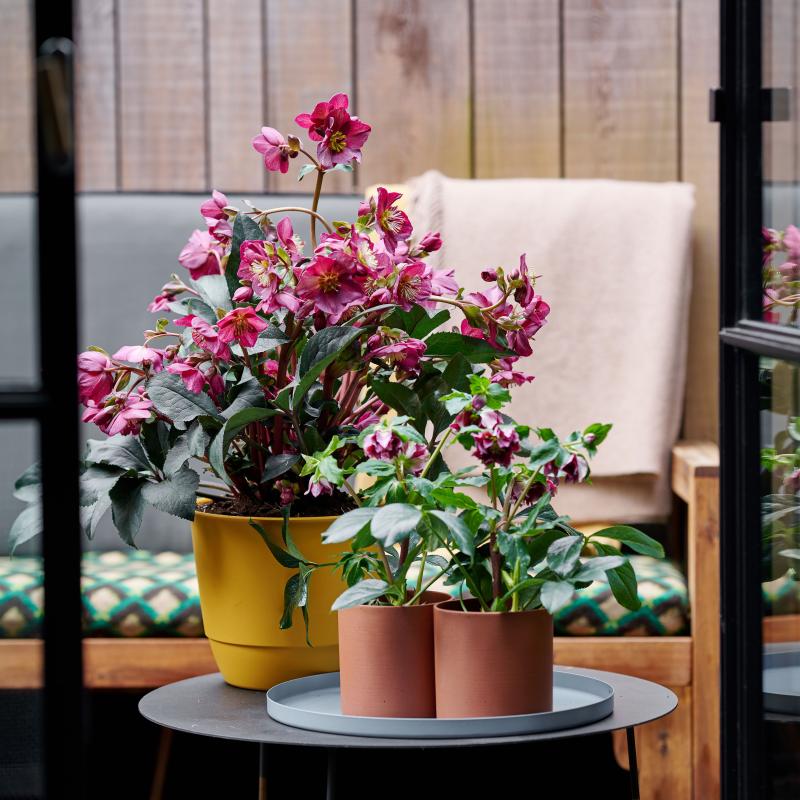 Helleborus - De Trend Collectie herfst/winter 2022 Helleborus - De Trend Collectie herfst/winter 2022