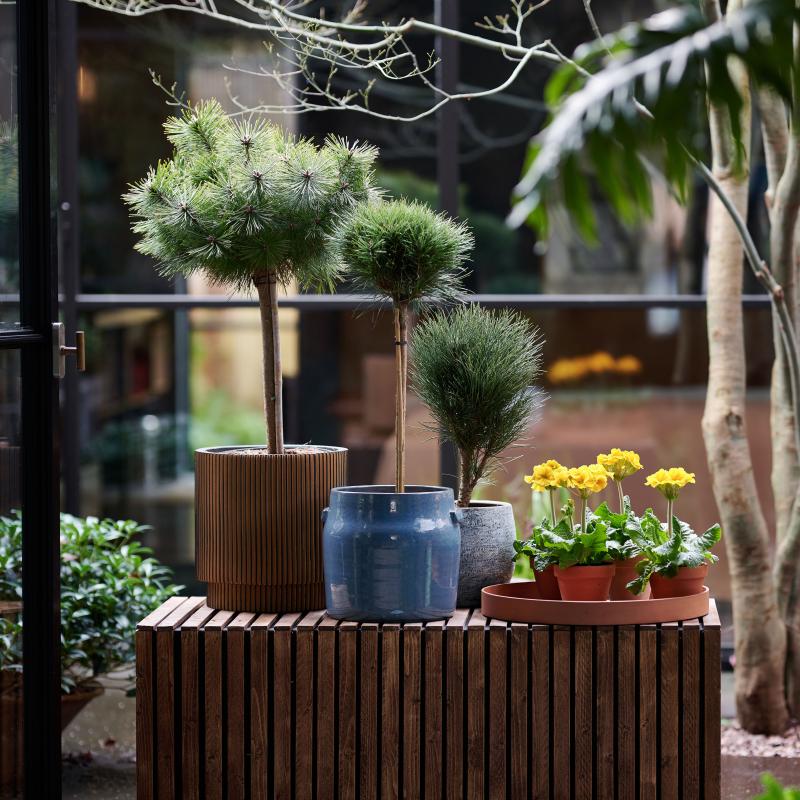 Pinus - De Trend Collectie herfst/winter 2022 Pinus - De Trend Collectie herfst/winter 2022