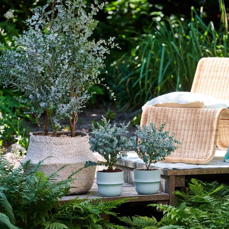 Eucalyptus | De Trend Collectie lente/zomer 2023 Eucalyptus | De Trend Collectie lente/zomer 2023