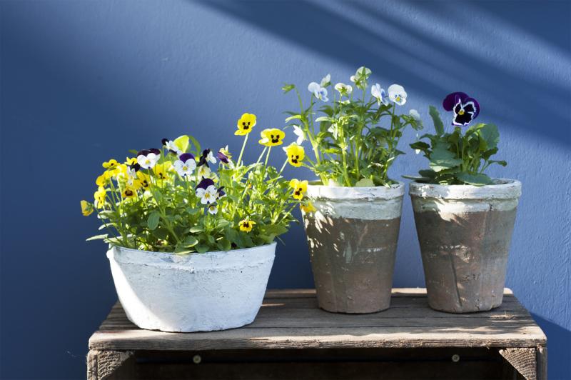 Tuinplant van de Maand oktober: Viooltje 04