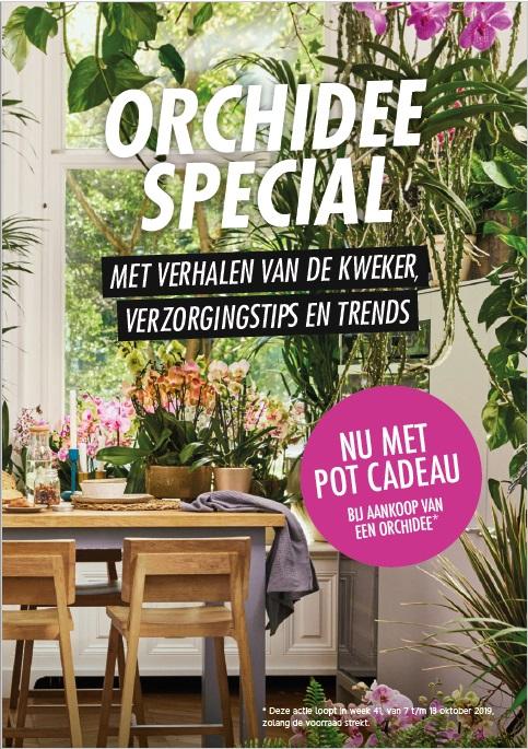 Orchid special in Allerhande (Albert Heijn)