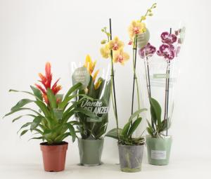 Shopper activatie bromelia en orchidee bij REWE: gratis plantconditioner Shopper activatie bromelia en orchidee bij REWE: gratis plantconditioner