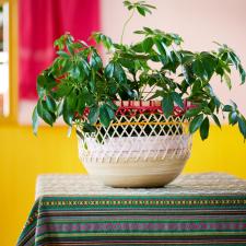 bbh_trends_2024_viva_la_vida_bbh_trends_24_vv_kernwaarde_passie_decoratief.jpg