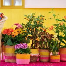 bbh_trends_2024_viva_la_vida_bbh_trends_24_vv_planten-teun_2.jpg