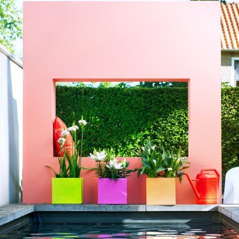 Garden Plant of the Month for July: Potted summer bulbs