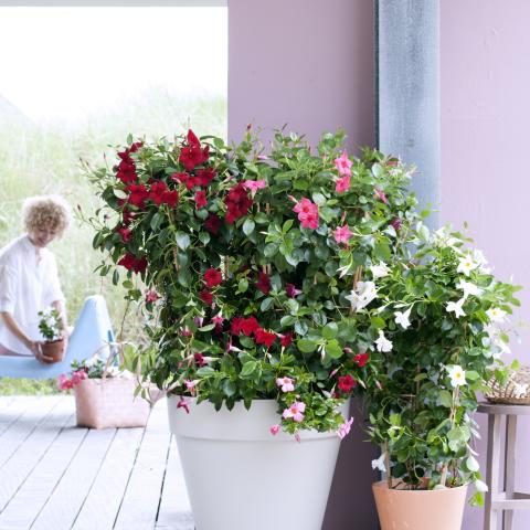 Garden Plant of the Month for May: Mandevilla