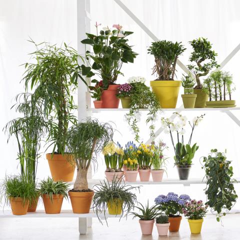 Houseplants of the Month 2018
