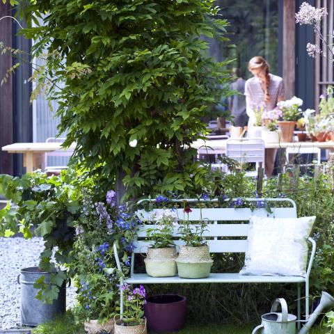Garden Plant of the Month for June: Summer-flowering Perennials (Coneflower, Phlox, Delphinium)