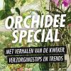 Orchid special in Allerhande (Albert Heijn)