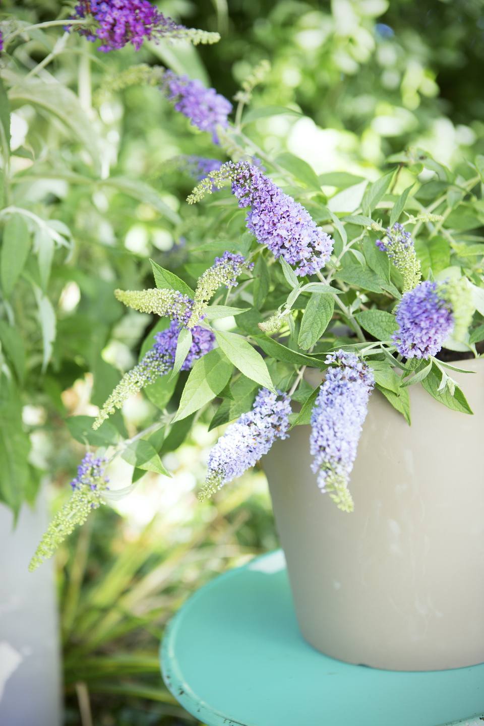 garden plant of the month for august: butterfly bush | flower council