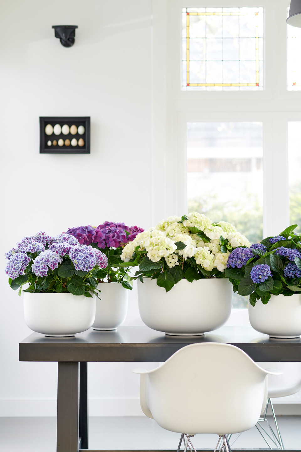 Hydrangea indoor or outdoor plant
