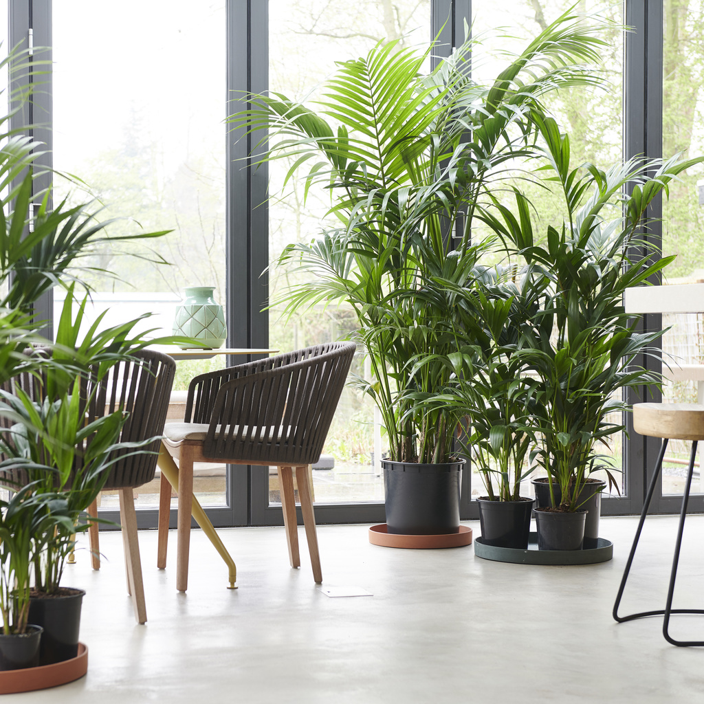 january 2019: kentia palm houseplant of the month | flower council