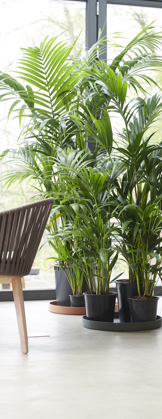 january 2019: kentia palm houseplant of the month | flower council